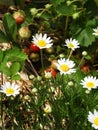 Daisy flower grow in a strawberry patch